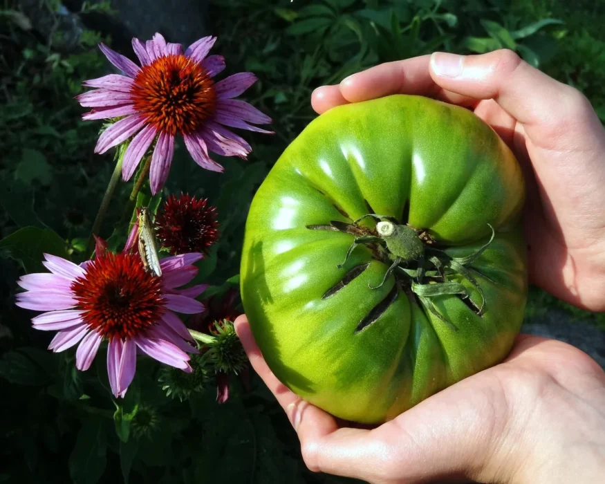 AuntRuby green german giant tomato