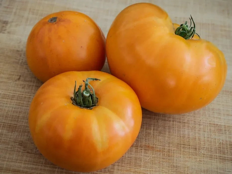 amana orange tomato