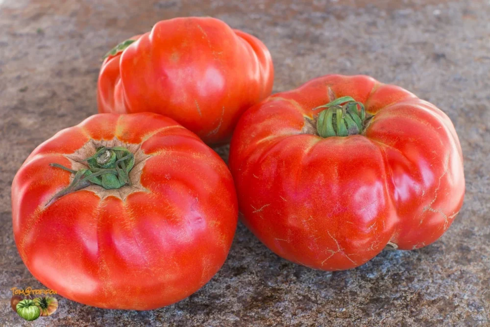 aussie tomato