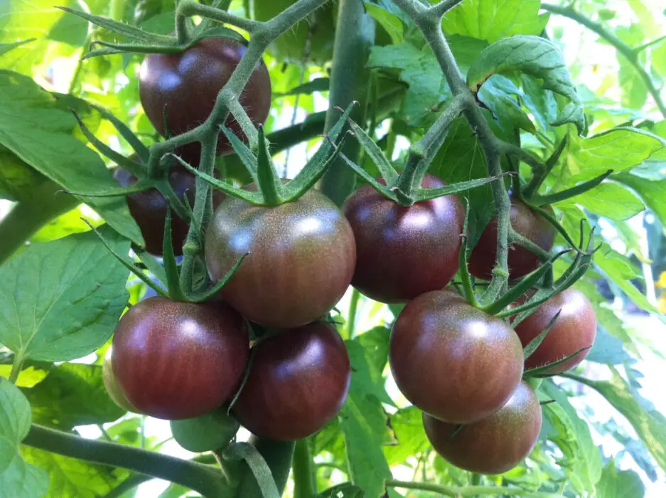black-cherry-tomato