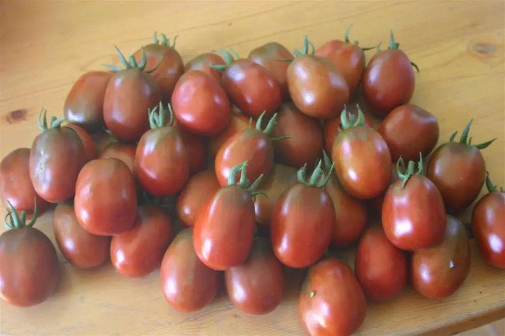 black-plum-tomato