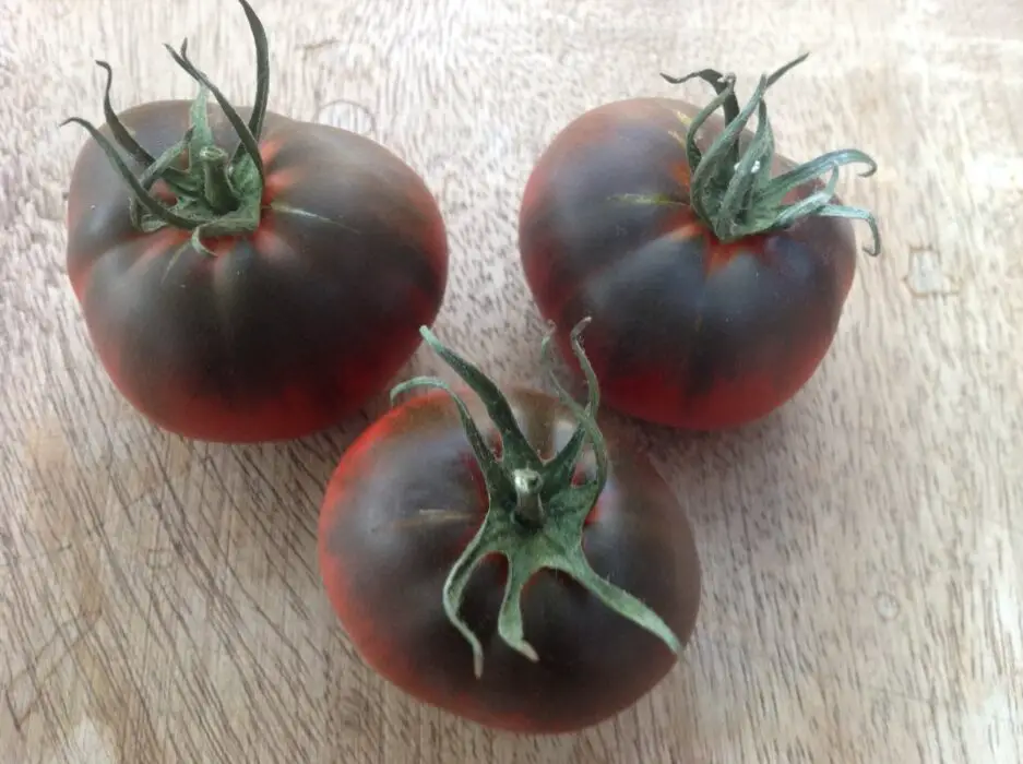 black-sea-man-tomato