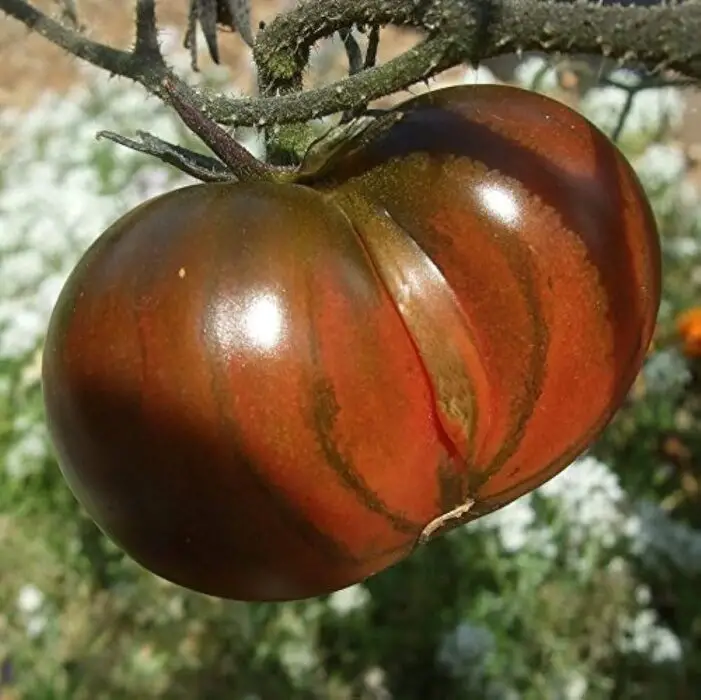 black-tomato-from-tula