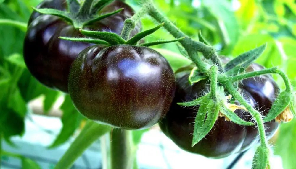 black-tomato