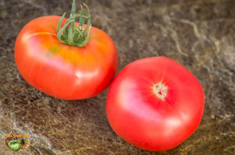 boondocks tomato