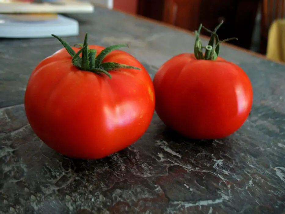 boxcar willie giant tomato
