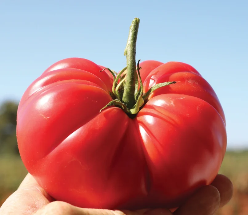 delicious giant tomato
