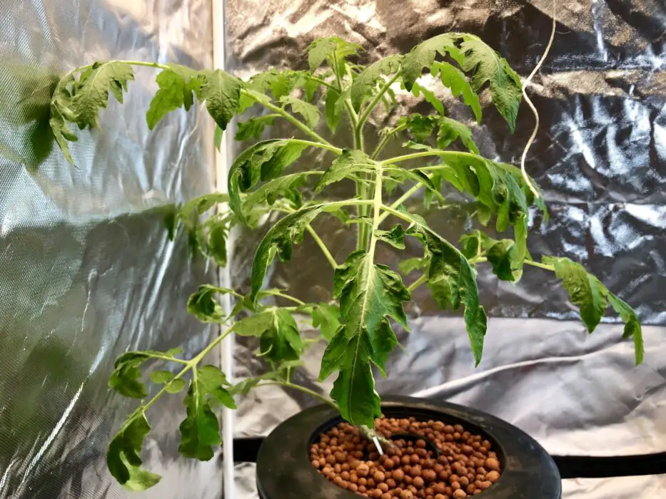 downward tomato plant leaves curling