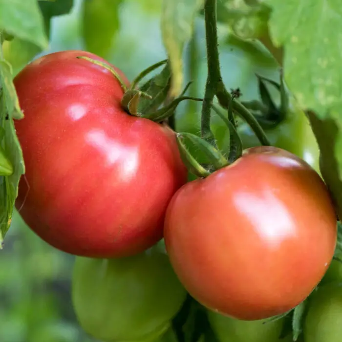 german johnson giant tomato