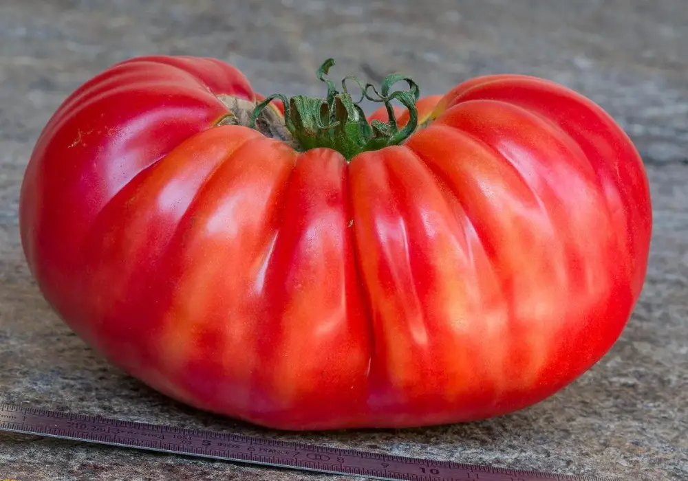 Giant Tomatoes