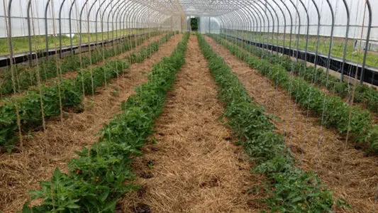 high-tunnel-tomatoes