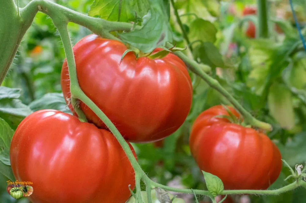 italian giant tomato