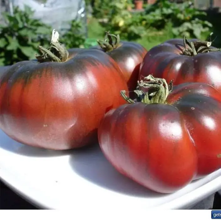 noire-de-crime-tomato