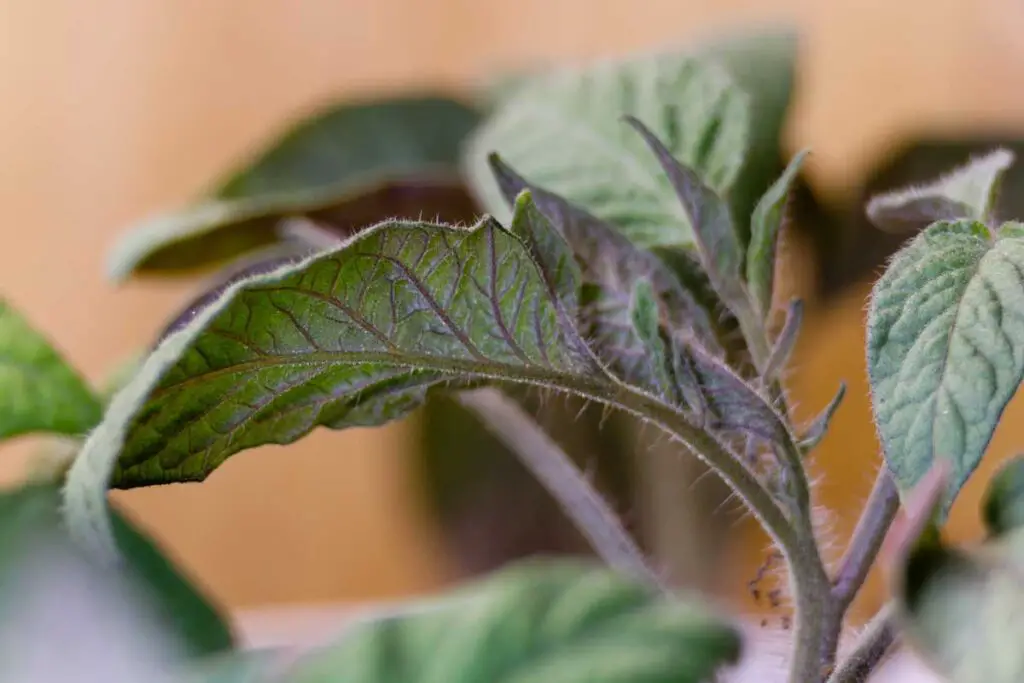 nutrient deficiency causes tomato plant leaves curling