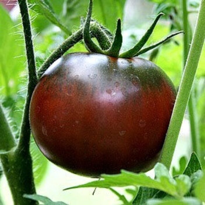 paul robeson giant tomato