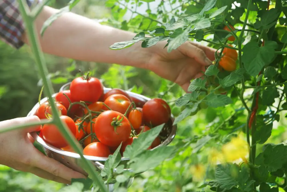 selecting appropriate tomato varieties for topping