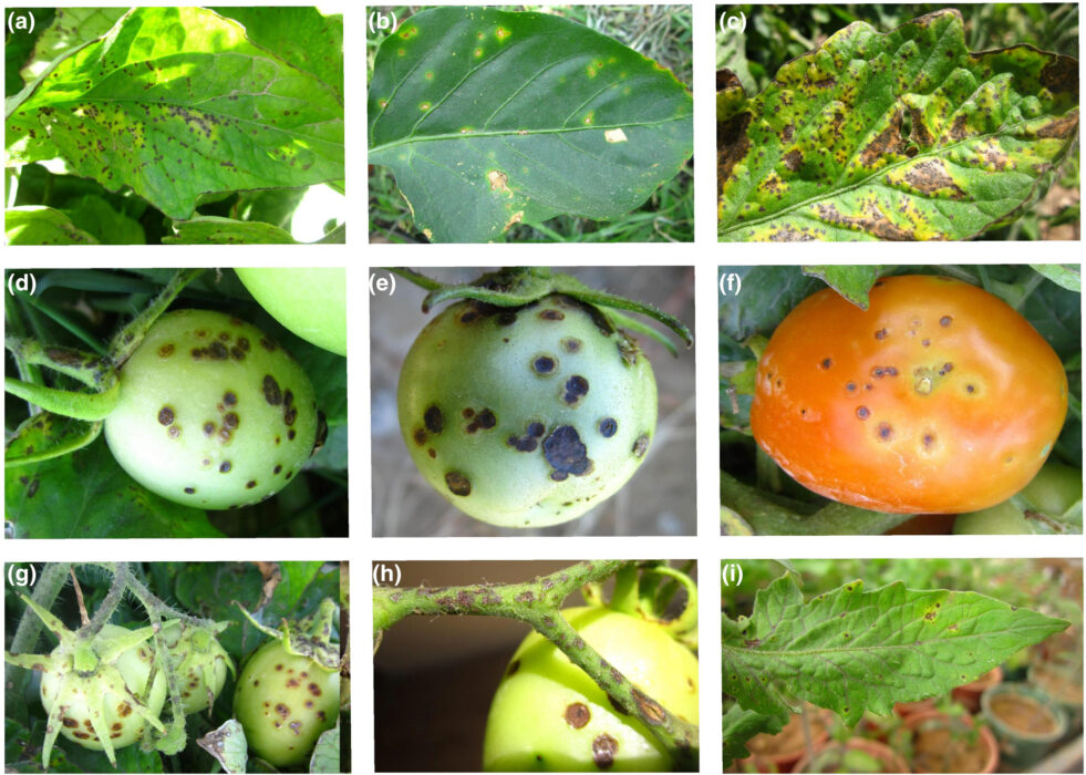 tomato-bacterial-infection