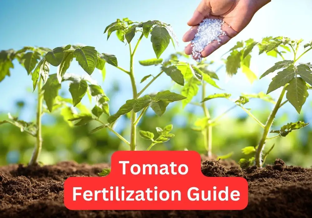 tomato-fertilizer-guide