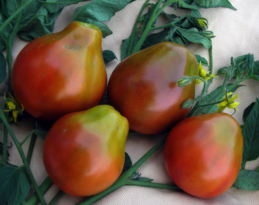 tomato-japanese-black-triefel