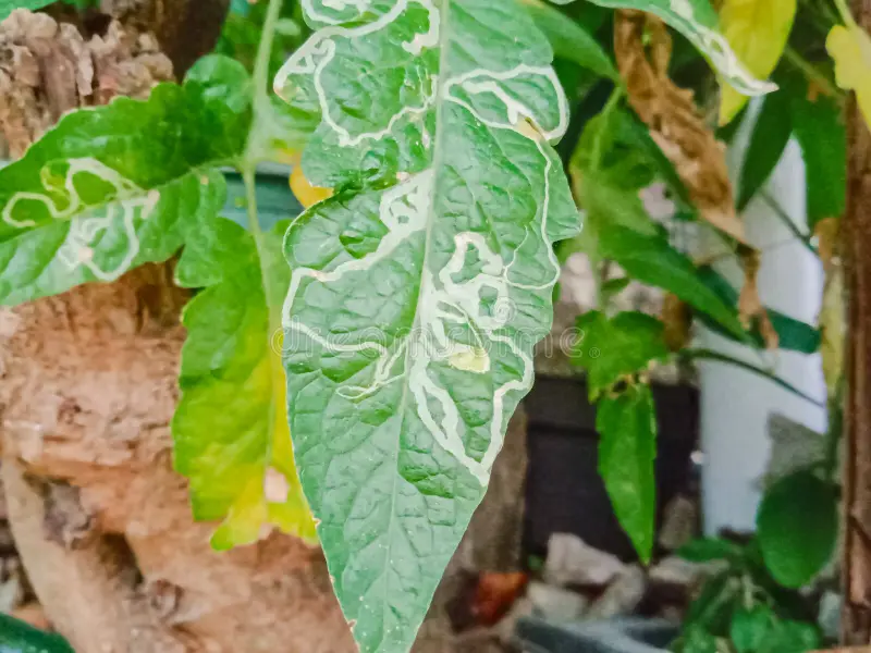 tomato-leaves-patterns