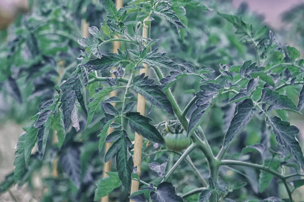 tomato-phasphuras-deficiency