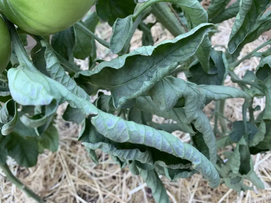 tomato-plant-leaves-curling