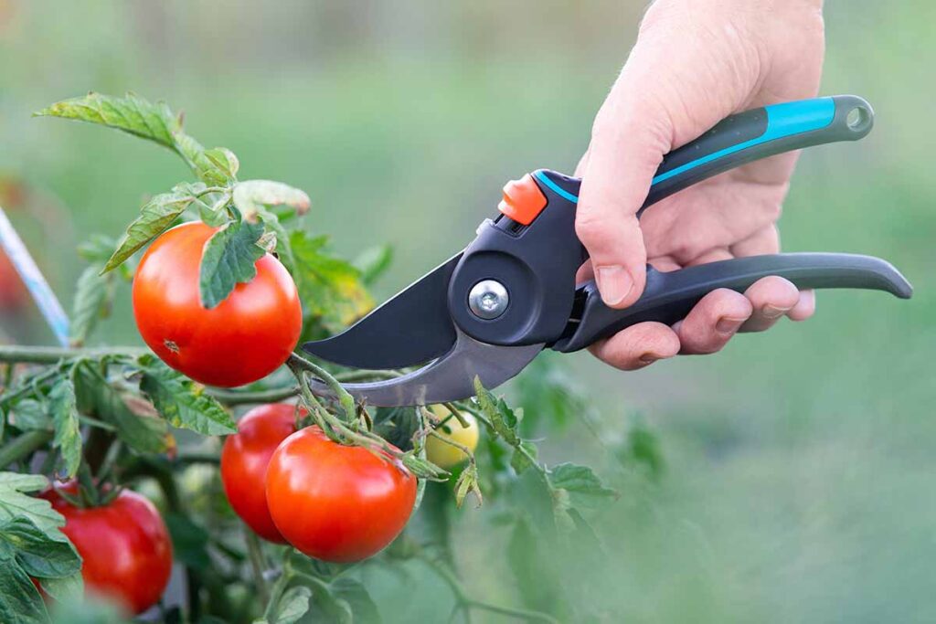 tomato-pruning-maintenance
