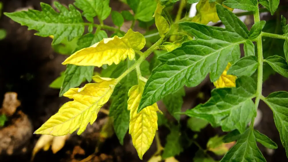 tomato-yellowing-leaves