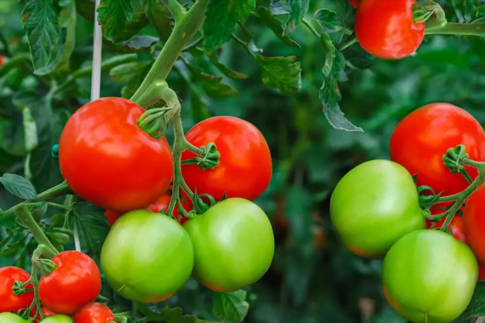 top tomato growing tips