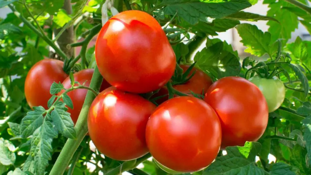 topping growing tomato plants