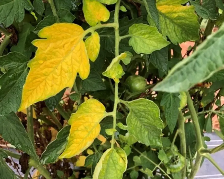 yellow-tomato-leaves