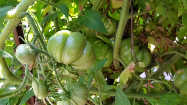 zapotec pleated giant tomato