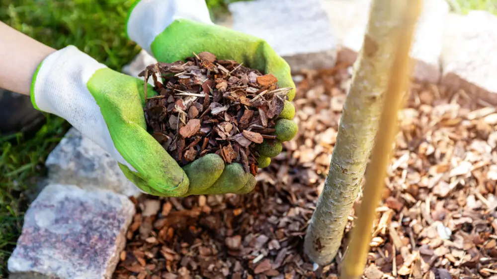 Applying-the-Selected-Mulch-Correctly
