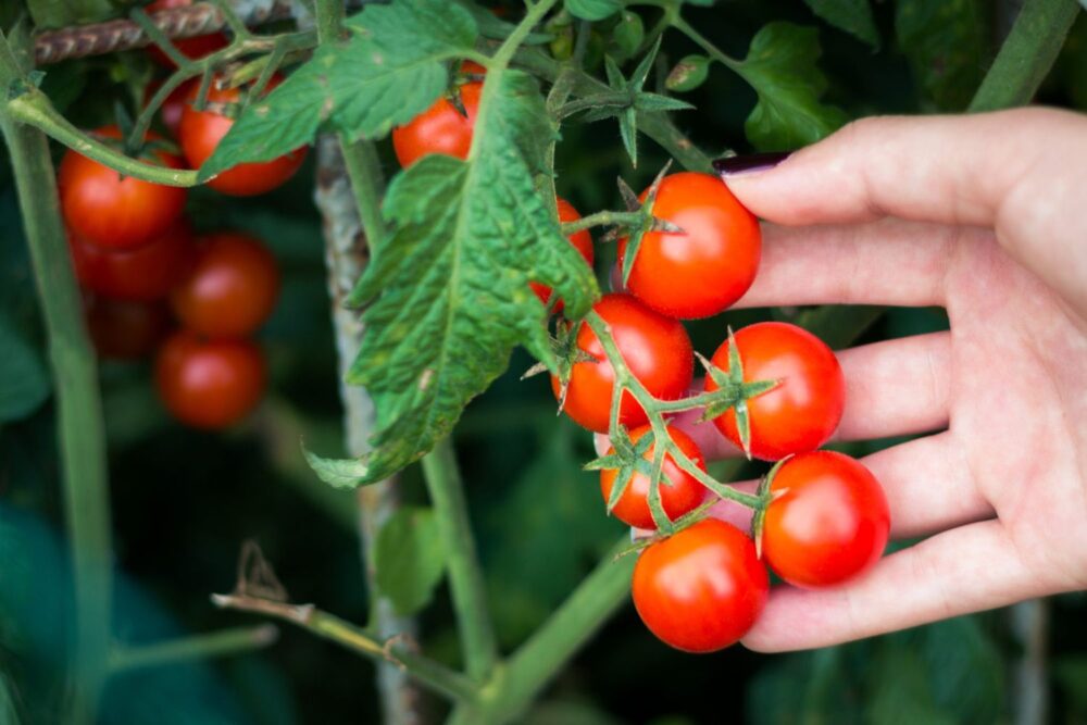 Cherry-Tomatoes