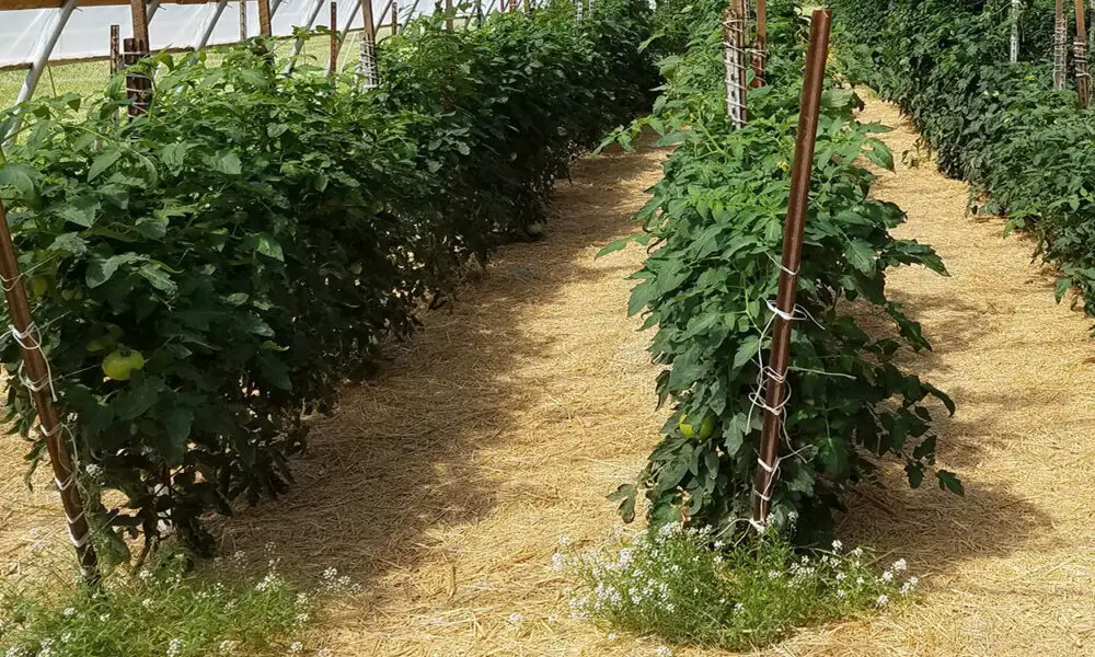 Garden-Soil-Organic-Mulch-Tomatoes