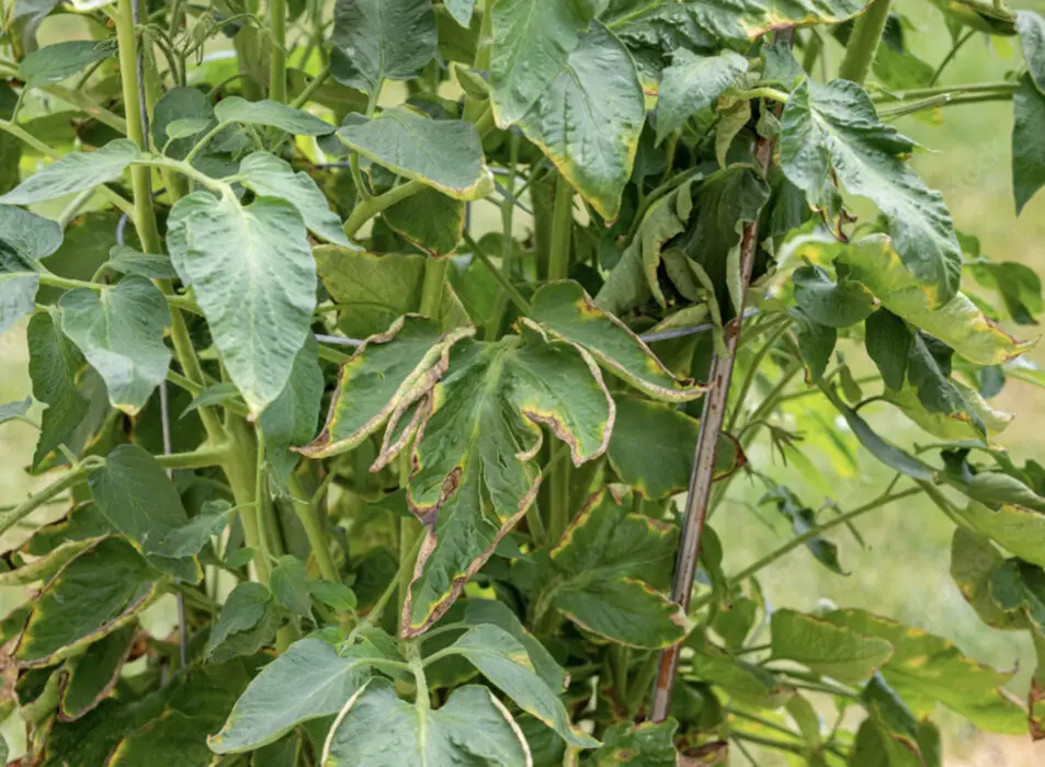 Inadequate Watering issue in Tomatoes