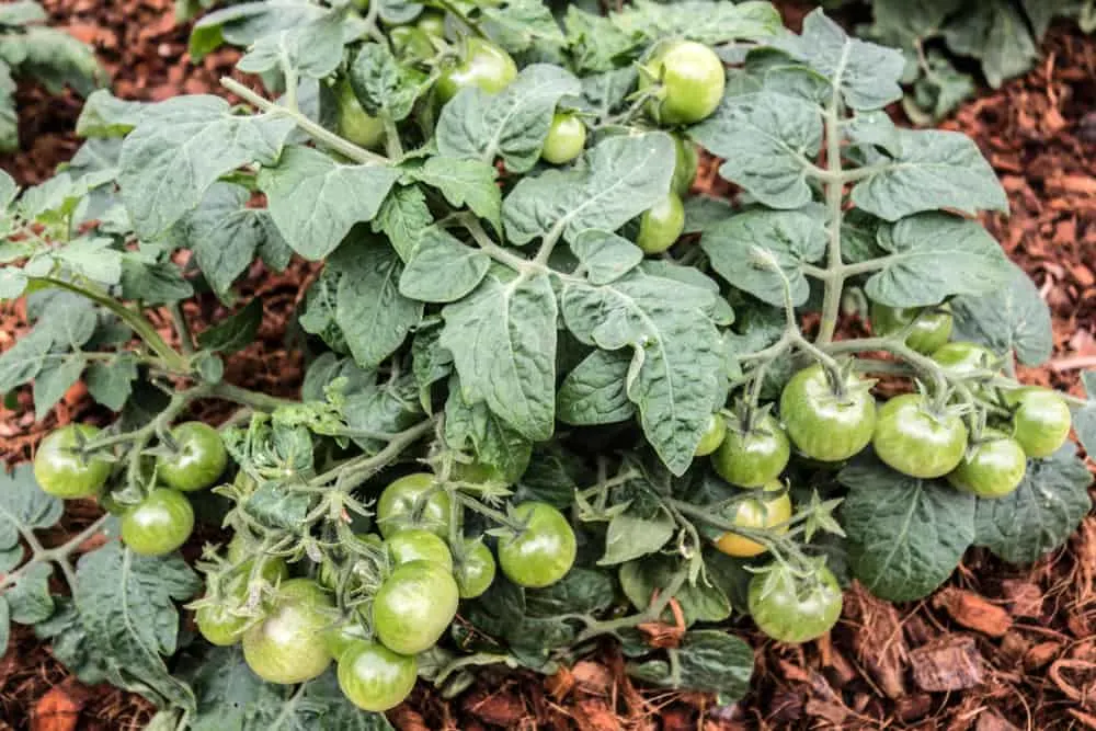 Tips for Growing Cherry Tomatoes in Pots