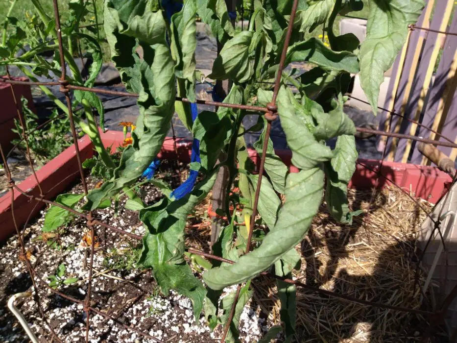 Temperature Extremes for tomatoes