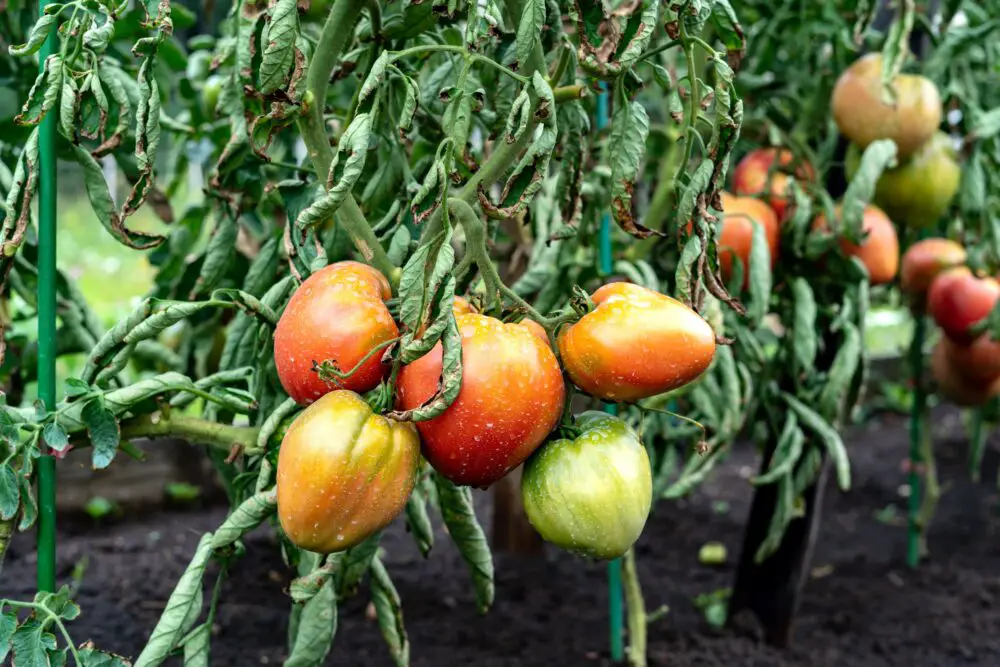 Tomato-Plants-Wilting
