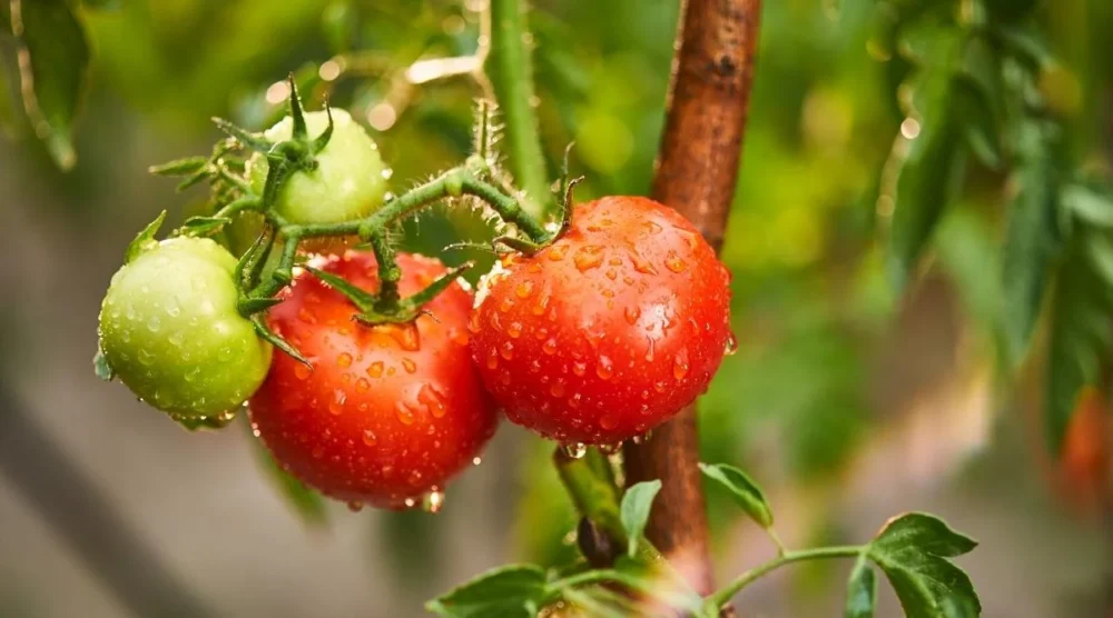 Tips for Growing Cherry Tomatoes in Pots