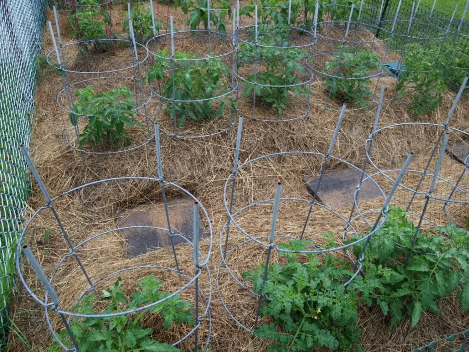 Mulch for Tomato Plants 