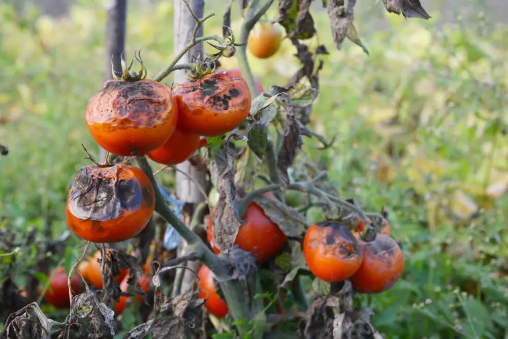 Why Green Tomatoes Rot on the Vine? Information Commonplace Causes
