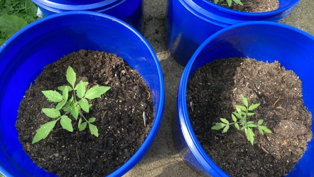 Grow tomato plants in 5-Gallon Bucket