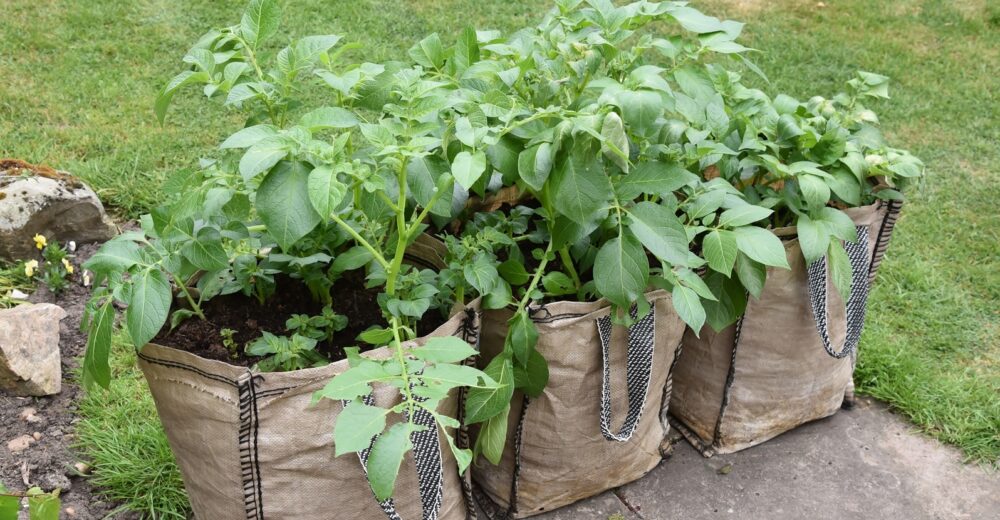 Growing-Tomatoes-In-grow-bags