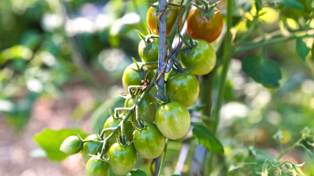 Can I Pick Cherry Tomatoes When They Are Green?