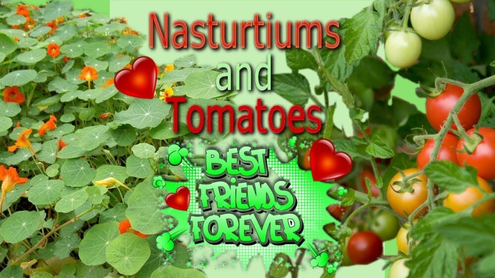 Tomato Companion Plants – What are you able to grow With Tomatoes?