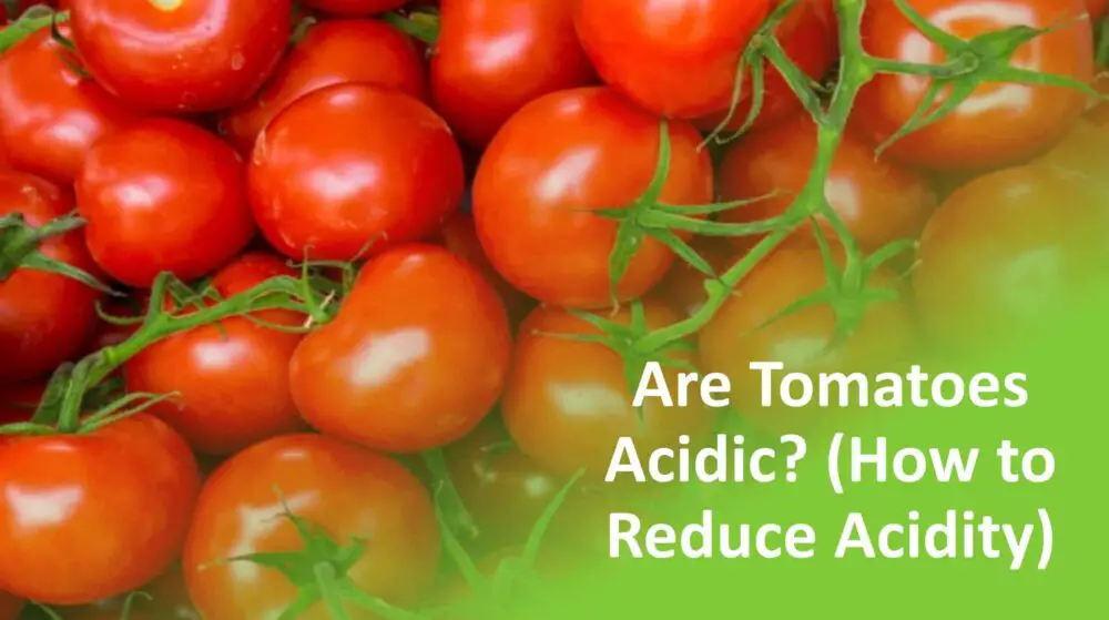 Are Tomatoes Acidic or Alkaline? Realize How the pH Balance