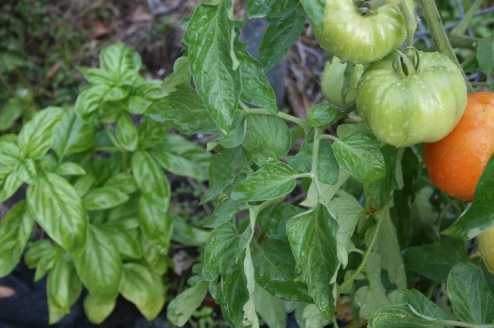 Tomato Companion Plants – What are you able to grow With Tomatoes?
