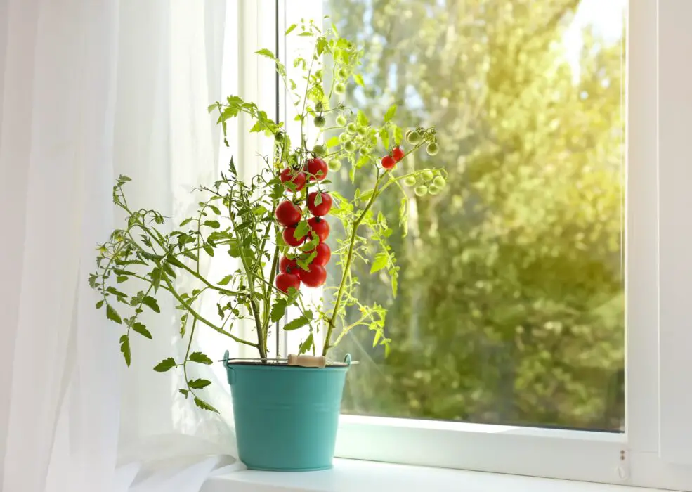 How many Tomato Flowers consistent with 5-Gallon Bucket? A Complete Guide
