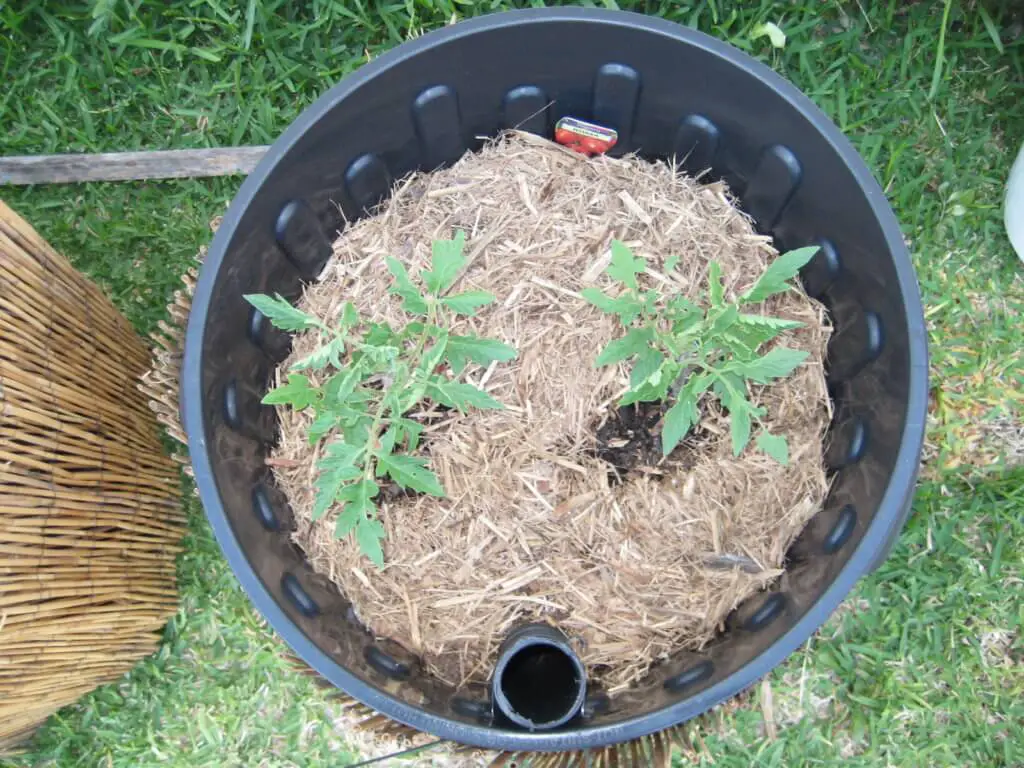 How many Tomato Flowers consistent with 5-Gallon Bucket? A Complete Guide